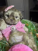 Layla, a female Shih Tzu for sale in Gilbert, AZ – Photo 2 of 4