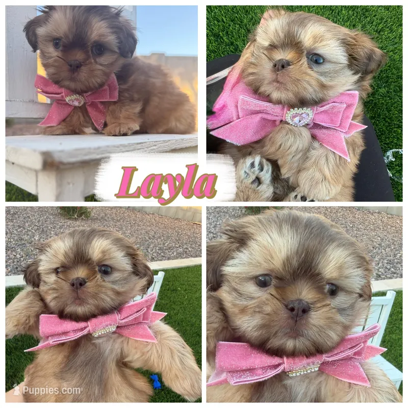 Layla – Shih Tzu puppy for sale in Gilbert, AZ