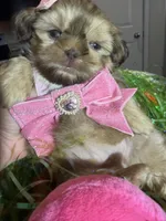 Layla, a female Shih Tzu for sale in Gilbert, AZ – Photo 3 of 4