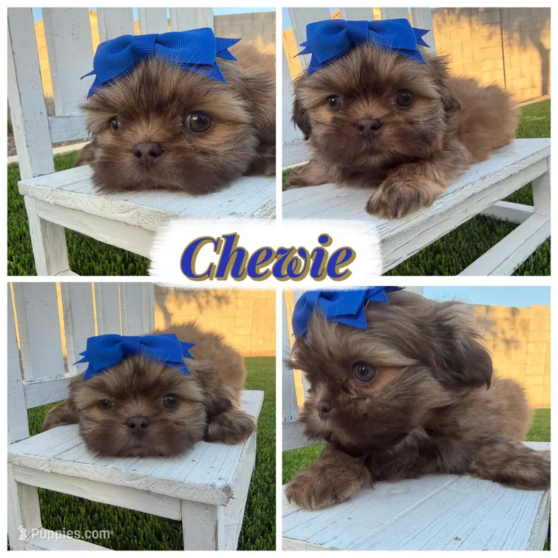Chewie – Shih Tzu puppy for sale in Gilbert, AZ