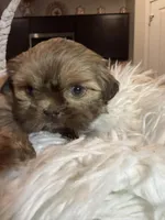 Chewie, a male Shih Tzu for sale in Gilbert, AZ – Photo 2 of 3