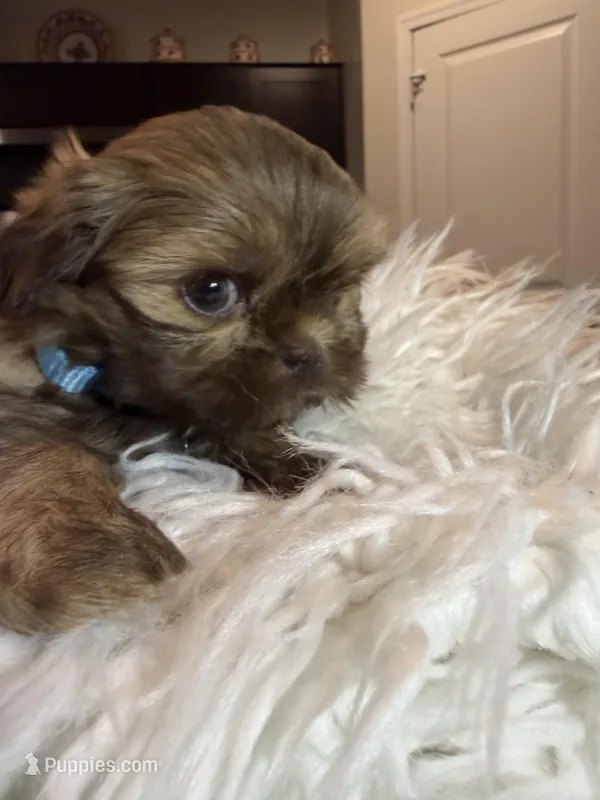 Chewie, a male Shih Tzu for sale in Gilbert, AZ – Photo 1 of 3