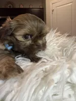 Chewie, a male Shih Tzu for sale in Gilbert, AZ – Photo 1 of 3