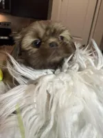 Chewie, a male Shih Tzu for sale in Gilbert, AZ – Photo 3 of 3