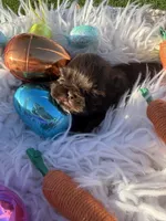 Prince mahogany, a male Shih Tzu for sale in Gilbert, AZ – Photo 4 of 10