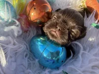 Prince mahogany, a male Shih Tzu for sale in Gilbert, AZ – Photo 2 of 10