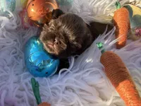 Prince mahogany, a male Shih Tzu for sale in Gilbert, AZ – Photo 7 of 10