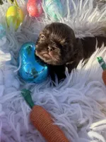 Prince mahogany, a male Shih Tzu for sale in Gilbert, AZ – Photo 5 of 10