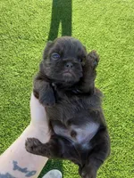 Prince mahogany, a male Shih Tzu for sale in Gilbert, AZ – Photo 10 of 10