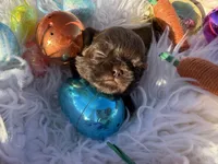 Prince mahogany, a male Shih Tzu for sale in Gilbert, AZ – Photo 8 of 10