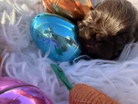 Prince mahogany, a male Shih Tzu for sale in Gilbert, AZ – Photo 6 of 10