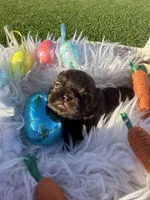 Prince mahogany, a male Shih Tzu for sale in Gilbert, AZ – Photo 9 of 10