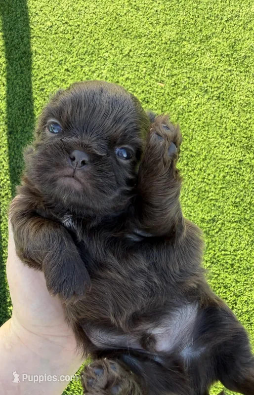 Prince mahogany – Shih Tzu puppy for sale in Gilbert, AZ