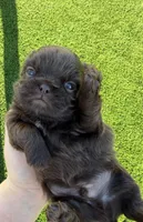 Prince mahogany, a male Shih Tzu for sale in Gilbert, AZ – Photo 1 of 10