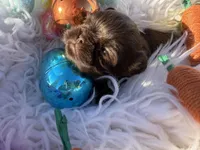 Prince mahogany, a male Shih Tzu for sale in Gilbert, AZ – Photo 3 of 10