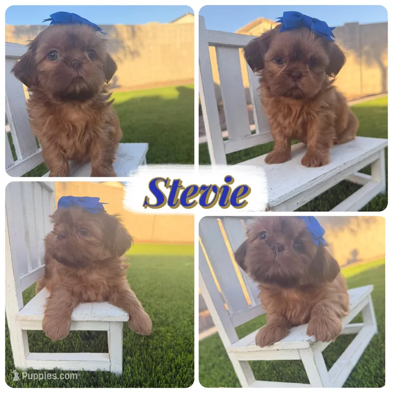 Stevie – Shih Tzu puppy for sale in Gilbert, AZ