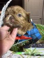 Stevie, a male Shih Tzu for sale in Gilbert, AZ – Photo 2 of 4