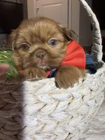 Stevie, a male Shih Tzu for sale in Gilbert, AZ – Photo 1 of 4