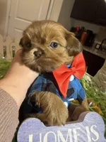 Stevie, a male Shih Tzu for sale in Gilbert, AZ – Photo 3 of 4