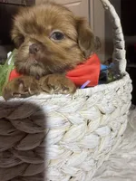 Stevie, a male Shih Tzu for sale in Gilbert, AZ – Photo 4 of 4