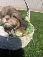 Kingston , a male Shih Tzu for sale in Gilbert, AZ – Photo 10 of 10