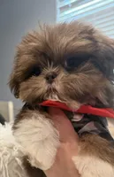 Kingston , a male Shih Tzu for sale in Gilbert, AZ – Photo 3 of 10