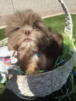 Kingston , a male Shih Tzu for sale in Gilbert, AZ – Photo 9 of 10