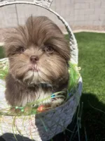 Kingston , a male Shih Tzu for sale in Gilbert, AZ – Photo 8 of 10