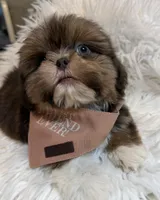 Kingston , a male Shih Tzu for sale in Gilbert, AZ – Photo 5 of 10