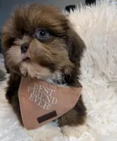 Kingston , a male Shih Tzu for sale in Gilbert, AZ – Photo 7 of 10