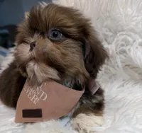 Kingston , a male Shih Tzu for sale in Gilbert, AZ – Photo 6 of 10