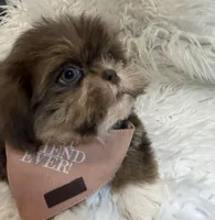 Kingston , a male Shih Tzu for sale in Gilbert, AZ – Photo 4 of 10