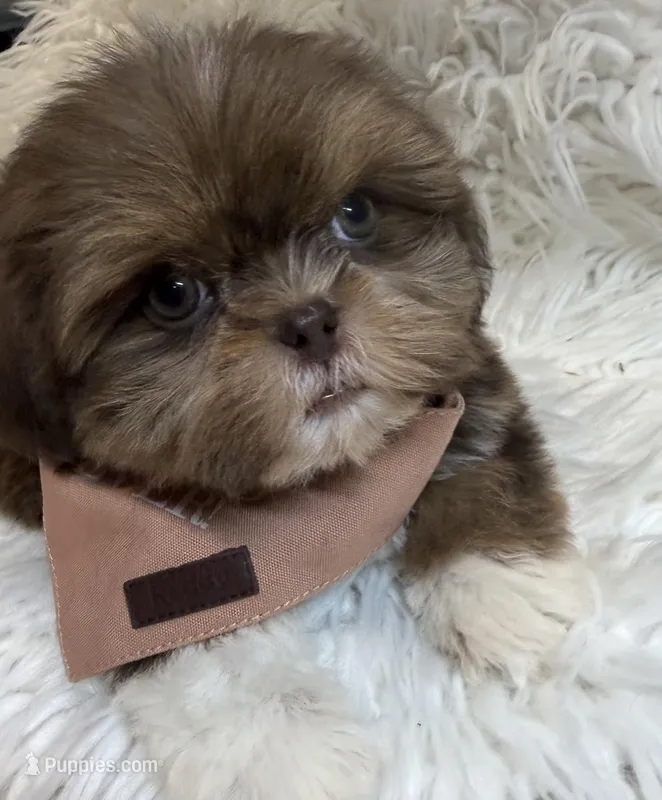 Kingston  – Shih Tzu puppy for sale in Gilbert, AZ