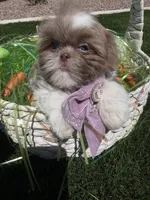 Grace, a female Shih Tzu for sale in Gilbert, AZ – Photo 8 of 10