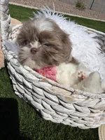 Grace, a female Shih Tzu for sale in Gilbert, AZ – Photo 9 of 10