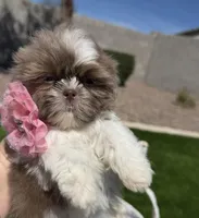 Grace, a female Shih Tzu for sale in Gilbert, AZ – Photo 5 of 10