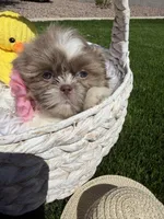 Grace, a female Shih Tzu for sale in Gilbert, AZ – Photo 10 of 10