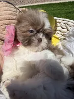 Grace, a female Shih Tzu for sale in Gilbert, AZ – Photo 4 of 10