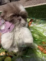 Grace, a female Shih Tzu for sale in Gilbert, AZ – Photo 7 of 10