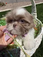 Grace, a female Shih Tzu for sale in Gilbert, AZ – Photo 6 of 10