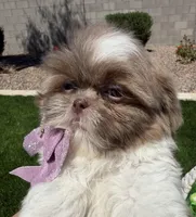 Grace, a female Shih Tzu for sale in Gilbert, AZ – Photo 1 of 10