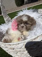 Grace, a female Shih Tzu for sale in Gilbert, AZ – Photo 3 of 10