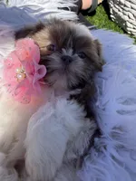 Grace, a female Shih Tzu for sale in Gilbert, AZ – Photo 2 of 10