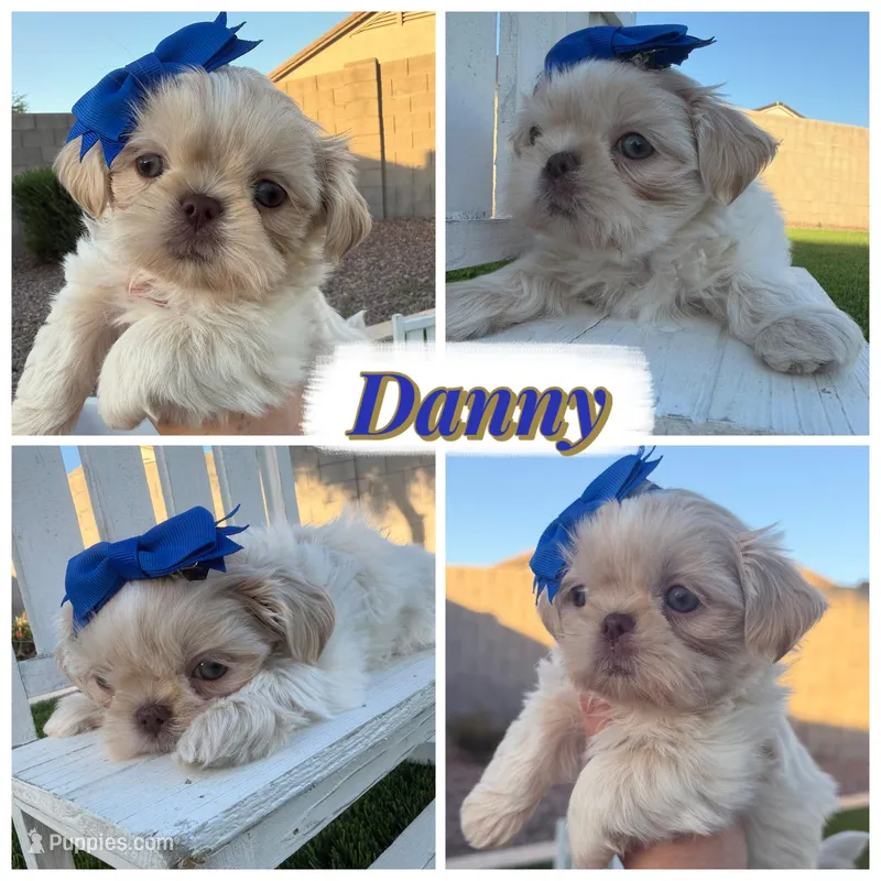 Danny – Shih Tzu puppy for sale in Gilbert, AZ