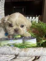 Danny, a male Shih Tzu for sale in Gilbert, AZ – Photo 2 of 3