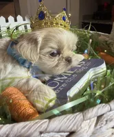 Danny, a male Shih Tzu for sale in Gilbert, AZ – Photo 3 of 3