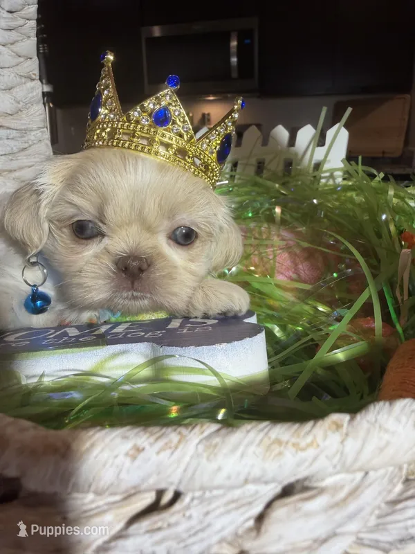 Danny – Shih Tzu puppy for sale in Gilbert, AZ