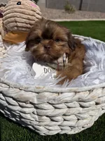 Flame, a male Shih Tzu for sale in Gilbert, AZ – Photo 10 of 10