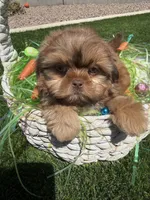 Flame, a male Shih Tzu for sale in Gilbert, AZ – Photo 5 of 10