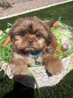 Flame, a male Shih Tzu for sale in Gilbert, AZ – Photo 7 of 10